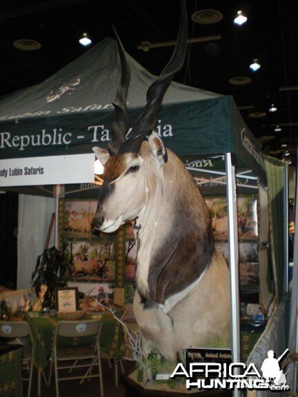 Taxidermy Derby Eland