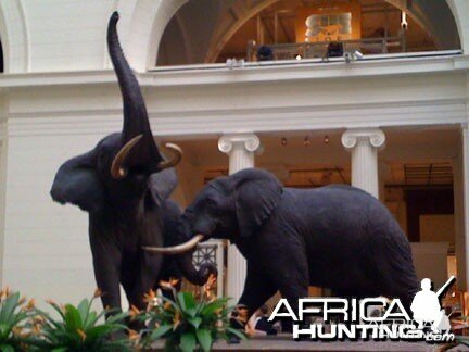 Taxidermy Elephant