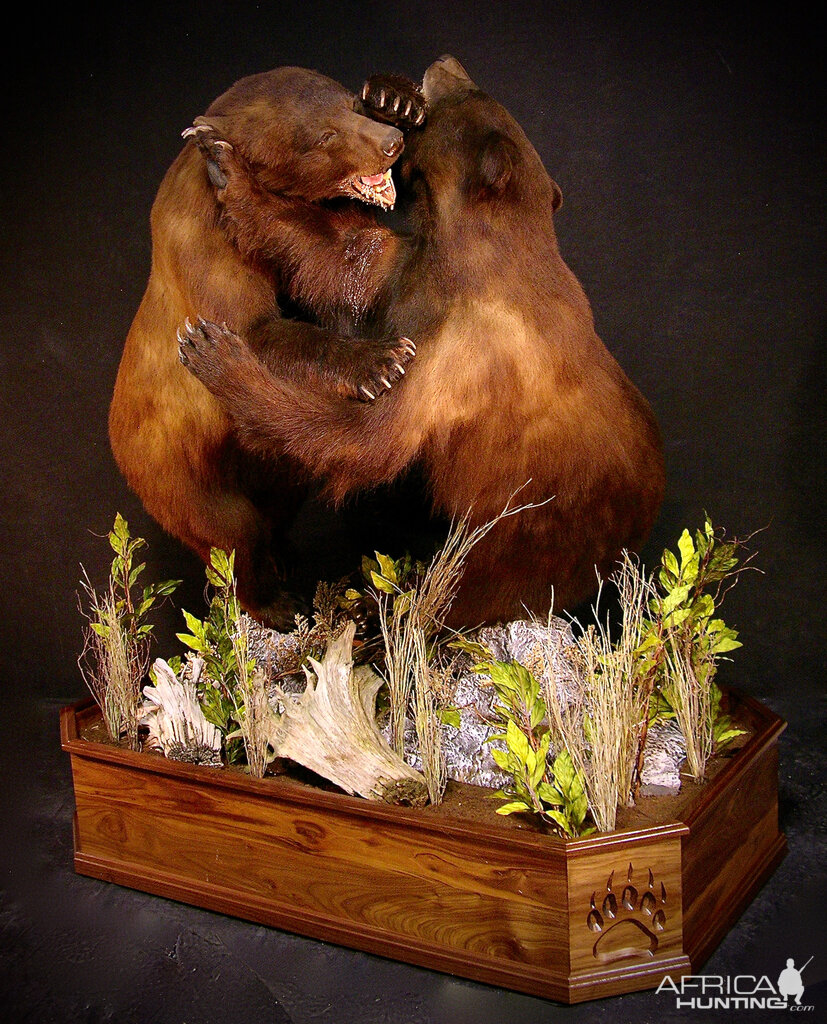 Taxidermy Full Mount Bear Fight!  New Mexico Bears