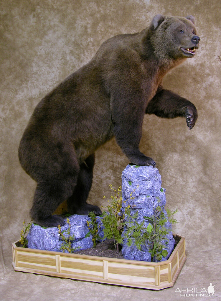 Taxidermy Full Mount Big Brown Bear