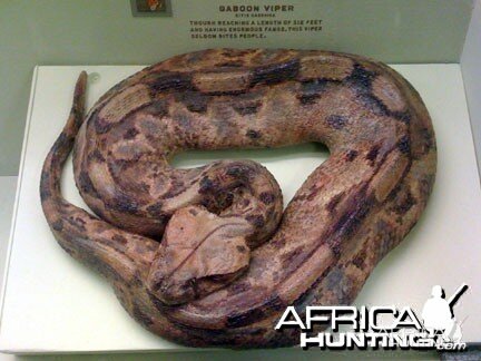 Taxidermy Gabon Viper