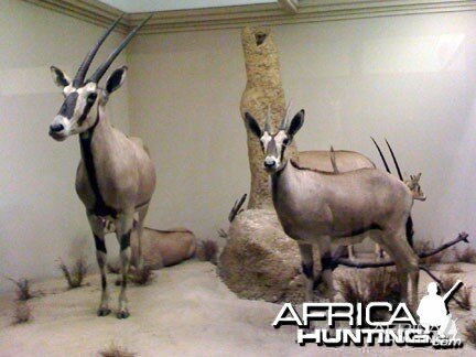 Taxidermy Gemsbok / Oryx