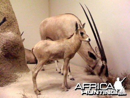 Taxidermy Gemsbok