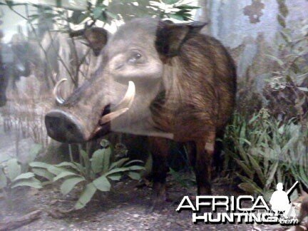 Taxidermy Giant Forest Hog