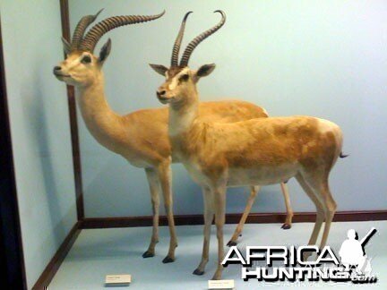 Taxidermy Grant's & Thomson's Gazelle