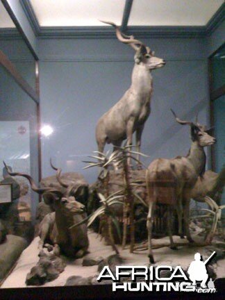 Taxidermy Greater Kudu