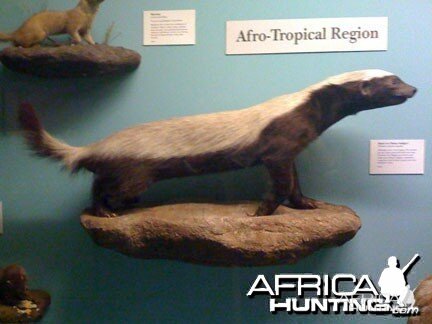 Taxidermy Honey Badger