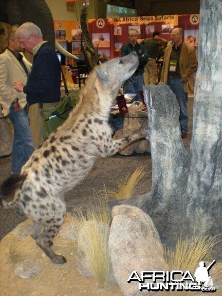 Taxidermy Hyena