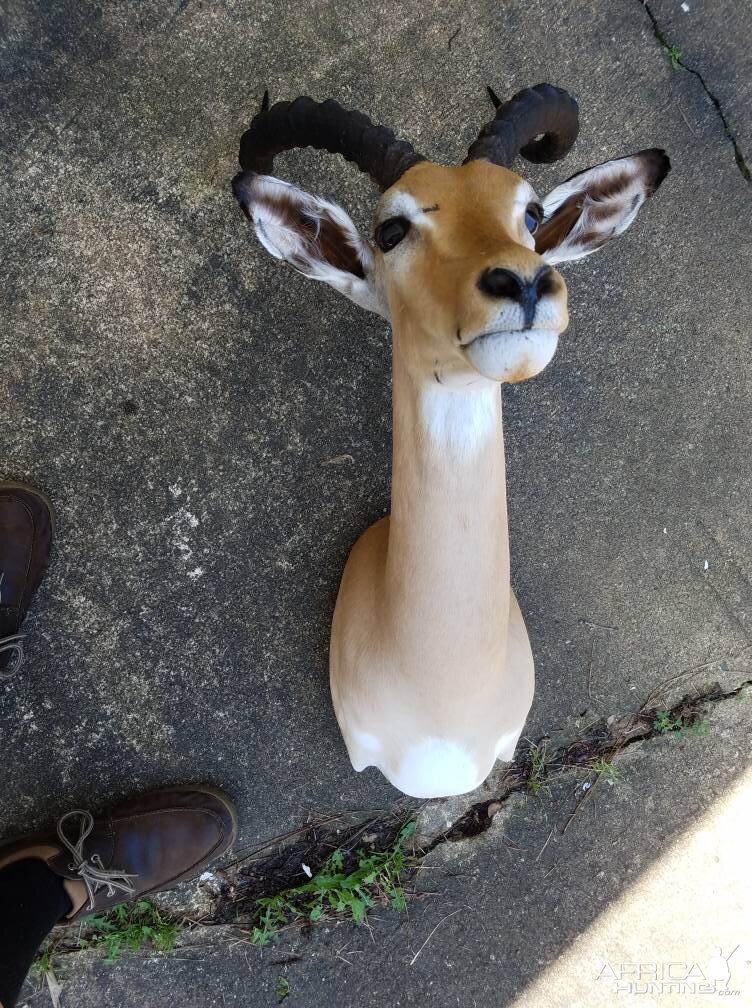 Taxidermy Impala Shoulder Mount