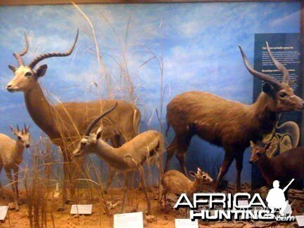 Taxidermy Impala, Thomson's Gazelle & Sitatunga