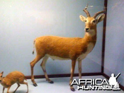 Taxidermy Kob