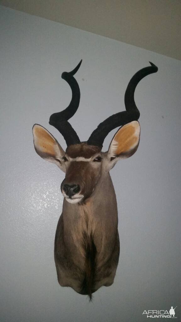 Taxidermy Kudu Shoulder Mount