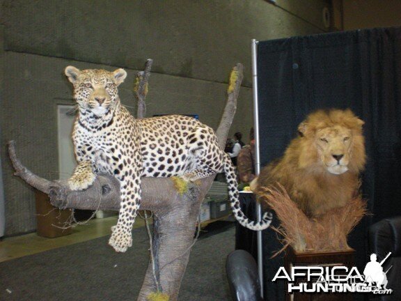 Taxidermy Leopard & Lion