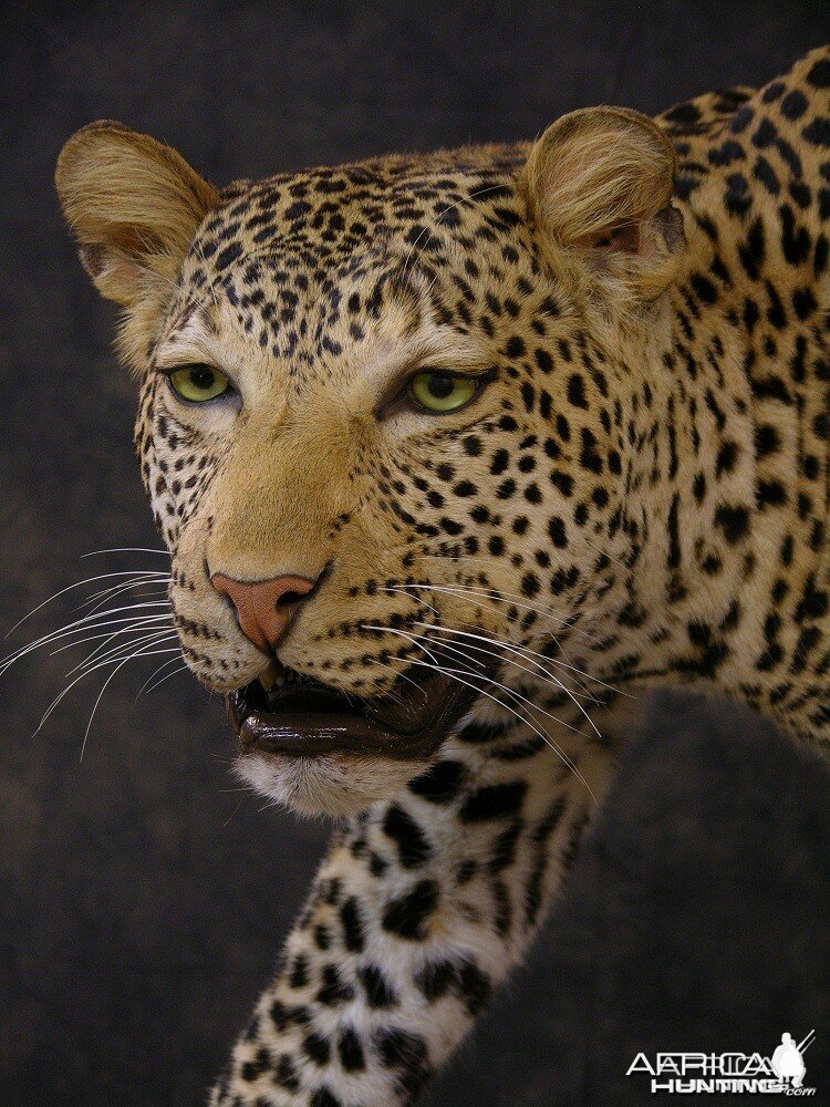 Taxidermy Leopard Mount by The Artistry of Wildlife