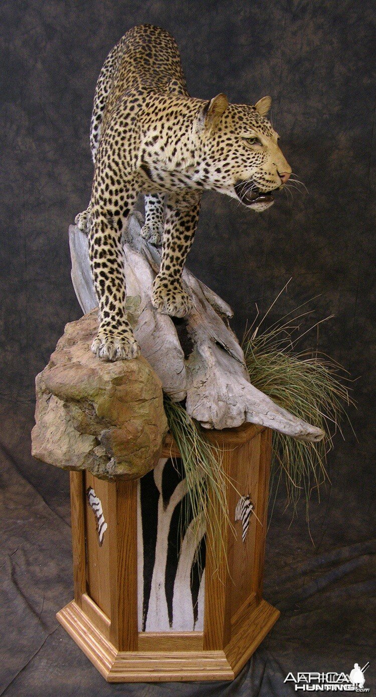 Taxidermy Leopard Mount by The Artistry of Wildlife