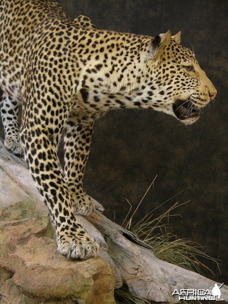 Taxidermy Leopard Mount by The Artistry of Wildlife