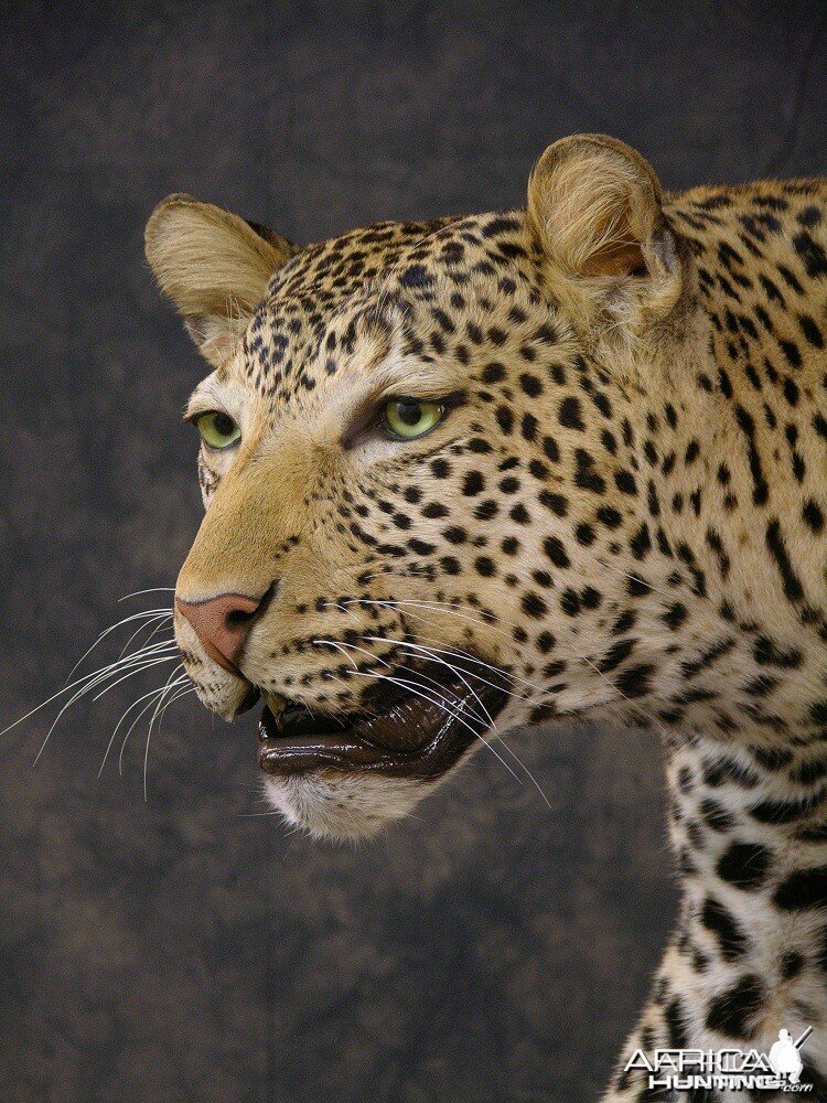 Taxidermy Leopard Mount by The Artistry of Wildlife