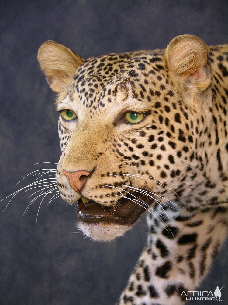 Taxidermy Leopard Mount by The Artistry of Wildlife