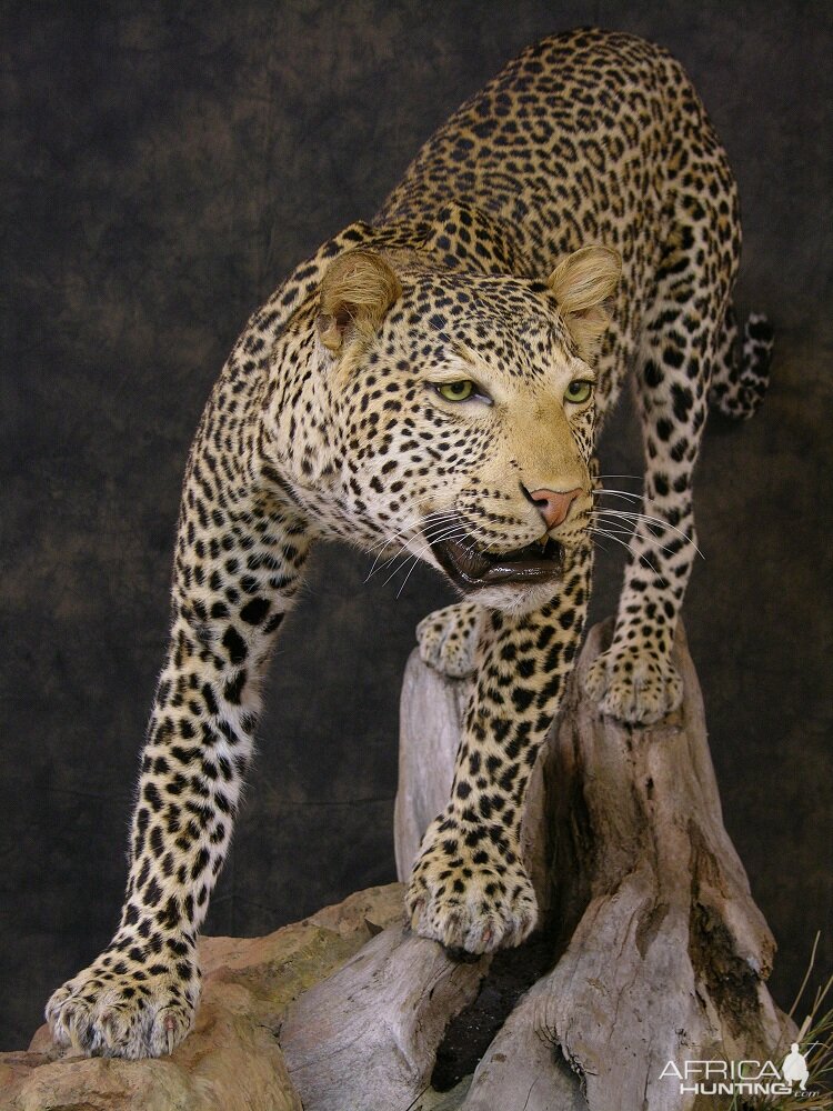 Taxidermy Leopard Mount