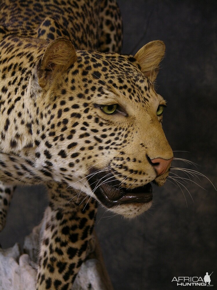 Taxidermy Leopard Mount