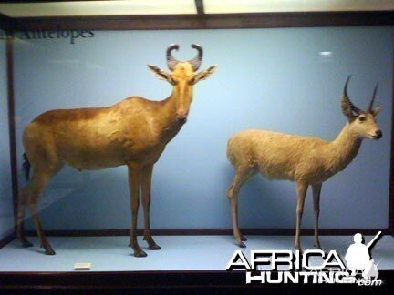 Taxidermy Lichtenstein Hartebeest & Puku