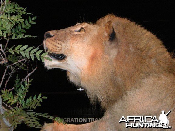 Taxidermy Lion