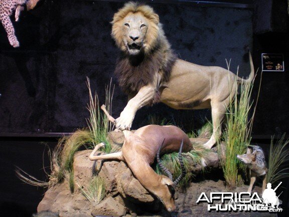 Taxidermy Lion