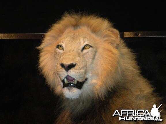 Taxidermy Lion