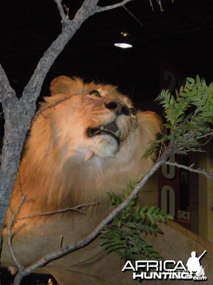 Taxidermy Lion