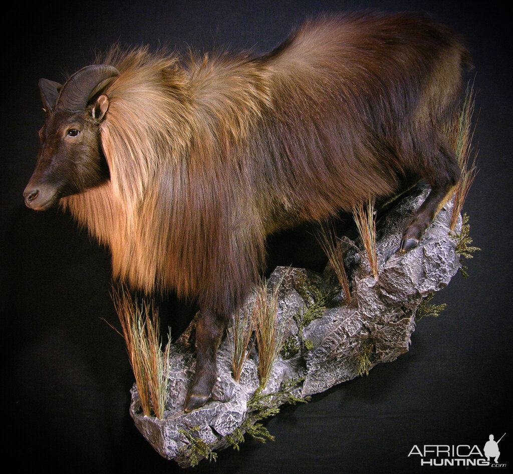 Taxidermy New Zealand Tahr Full Mount