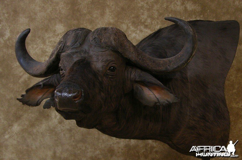 Taxidermy Nice Cape Buffalo