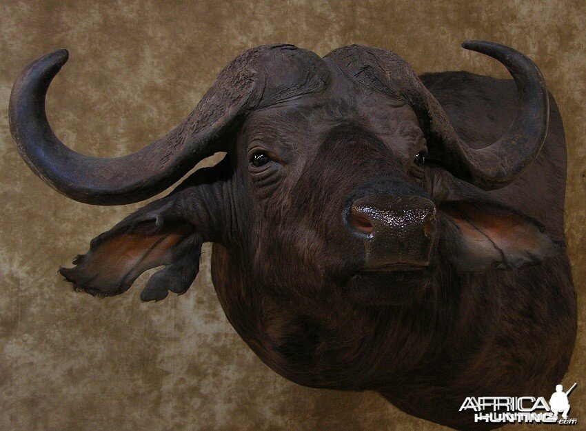 Taxidermy Nice Cape Buffalo