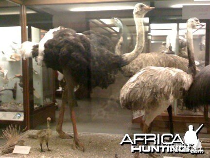 Taxidermy Ostrich