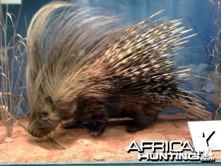 Taxidermy Porcupine