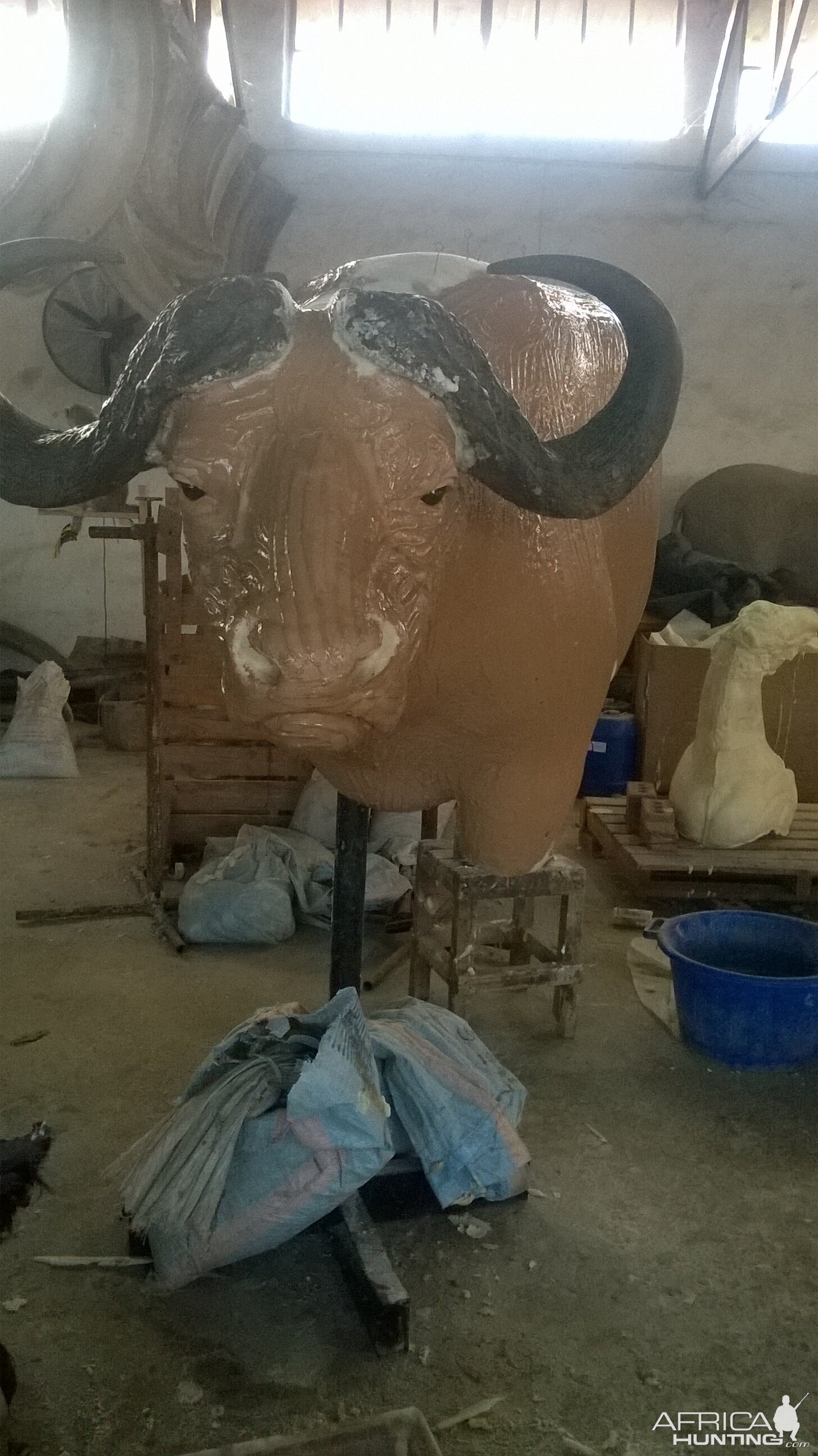 Taxidermy Process Cape Buffalo Shoulder Mount