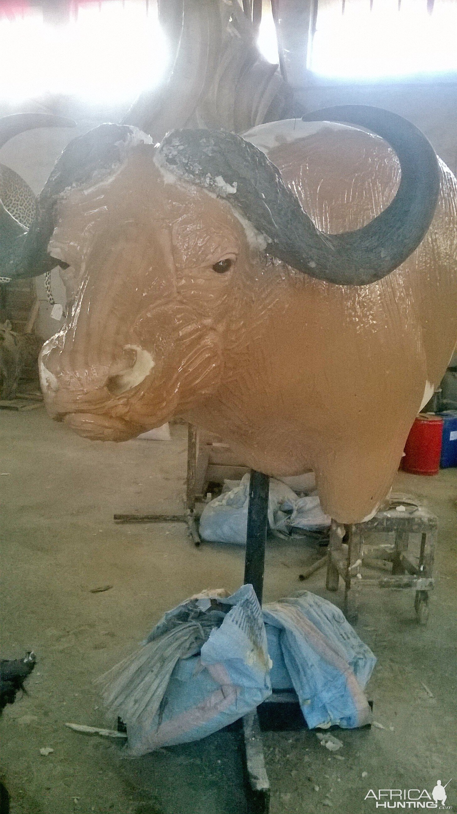 Taxidermy Process Cape Buffalo Shoulder Mount