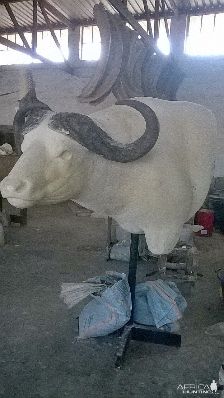 Taxidermy Process Cape Buffalo Shoulder Mount