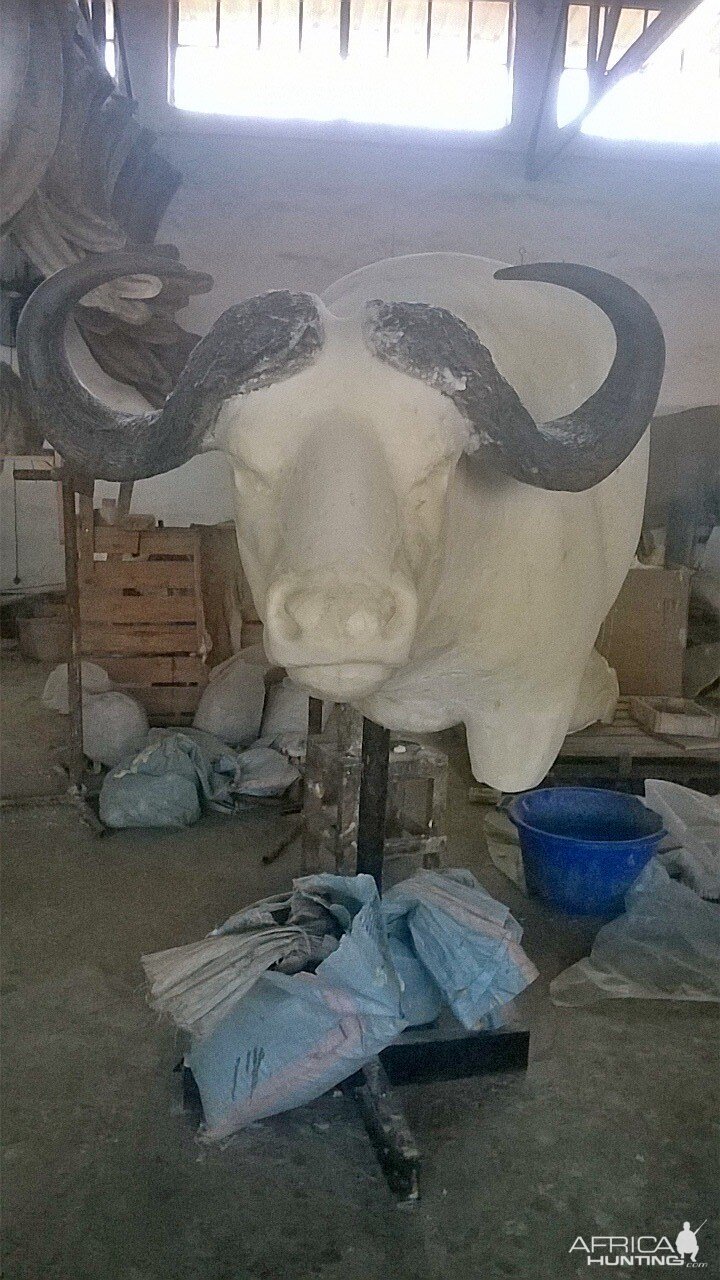 Taxidermy Process Cape Buffalo Shoulder Mount