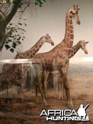 Taxidermy Reticulated Giraffe