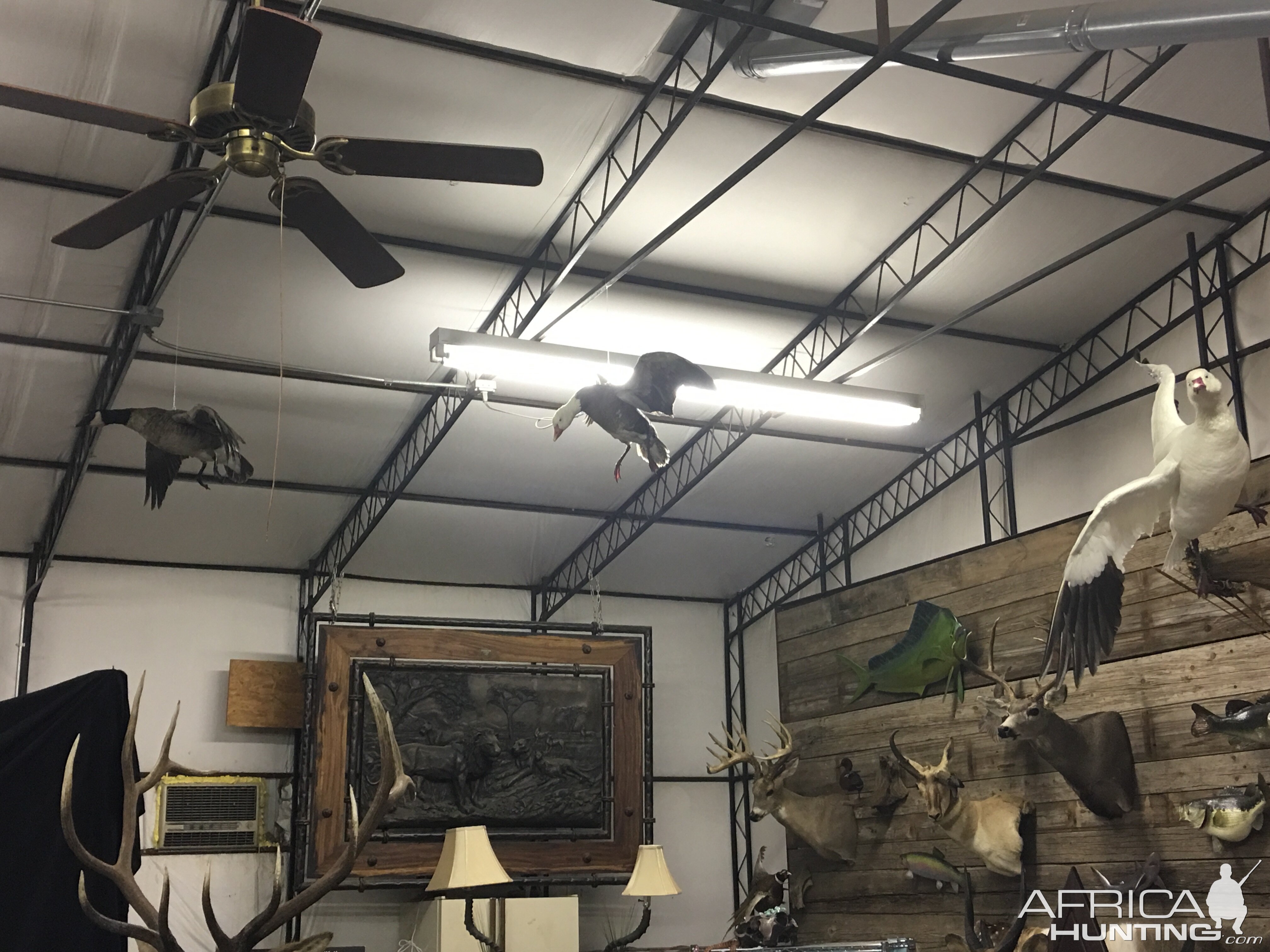 Taxidermy Room