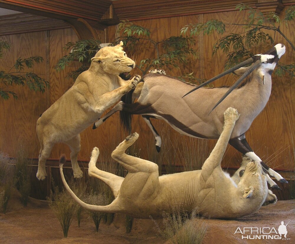 Taxidermy Scene