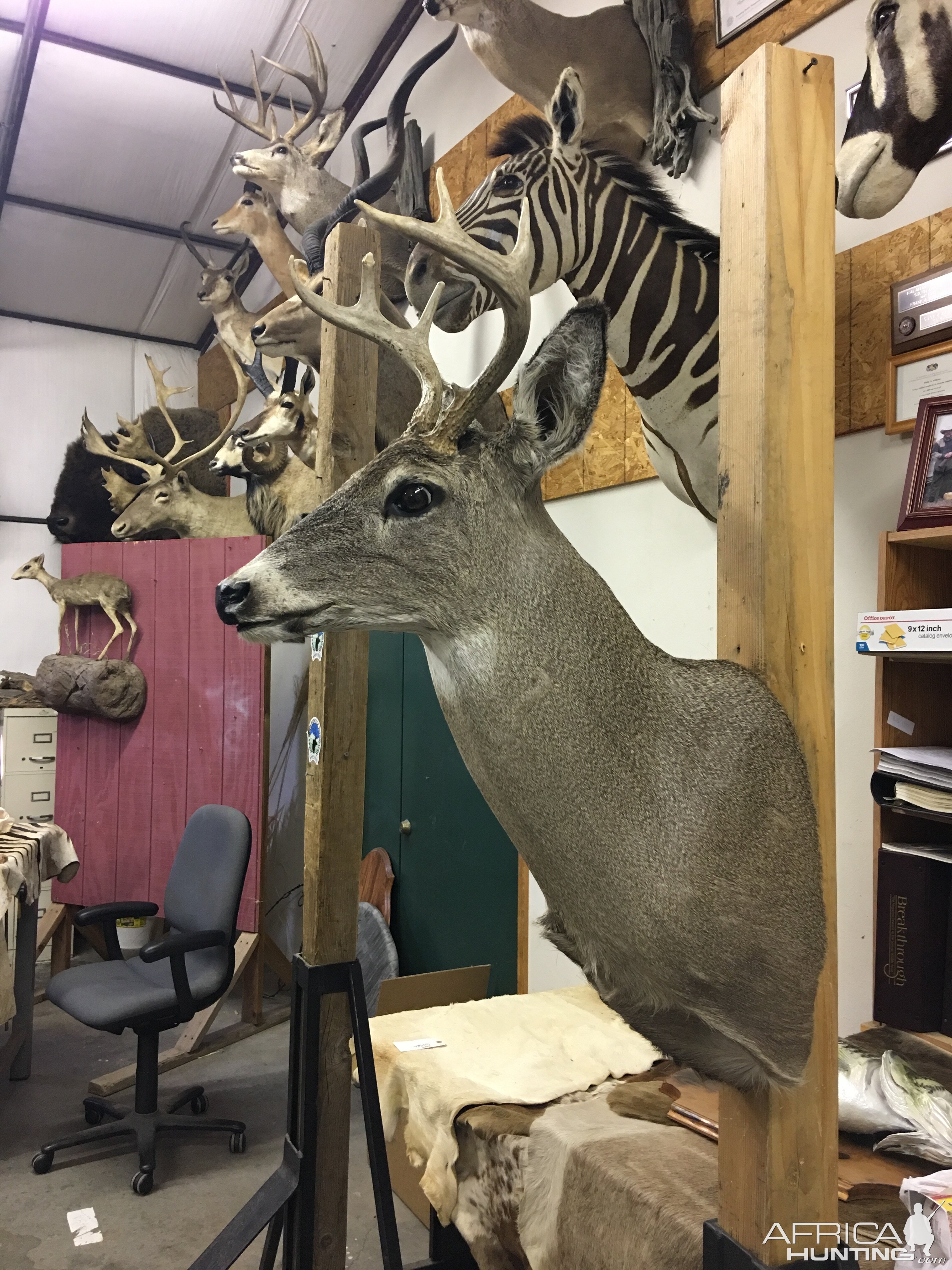 Taxidermy Shoulder Mount Deer