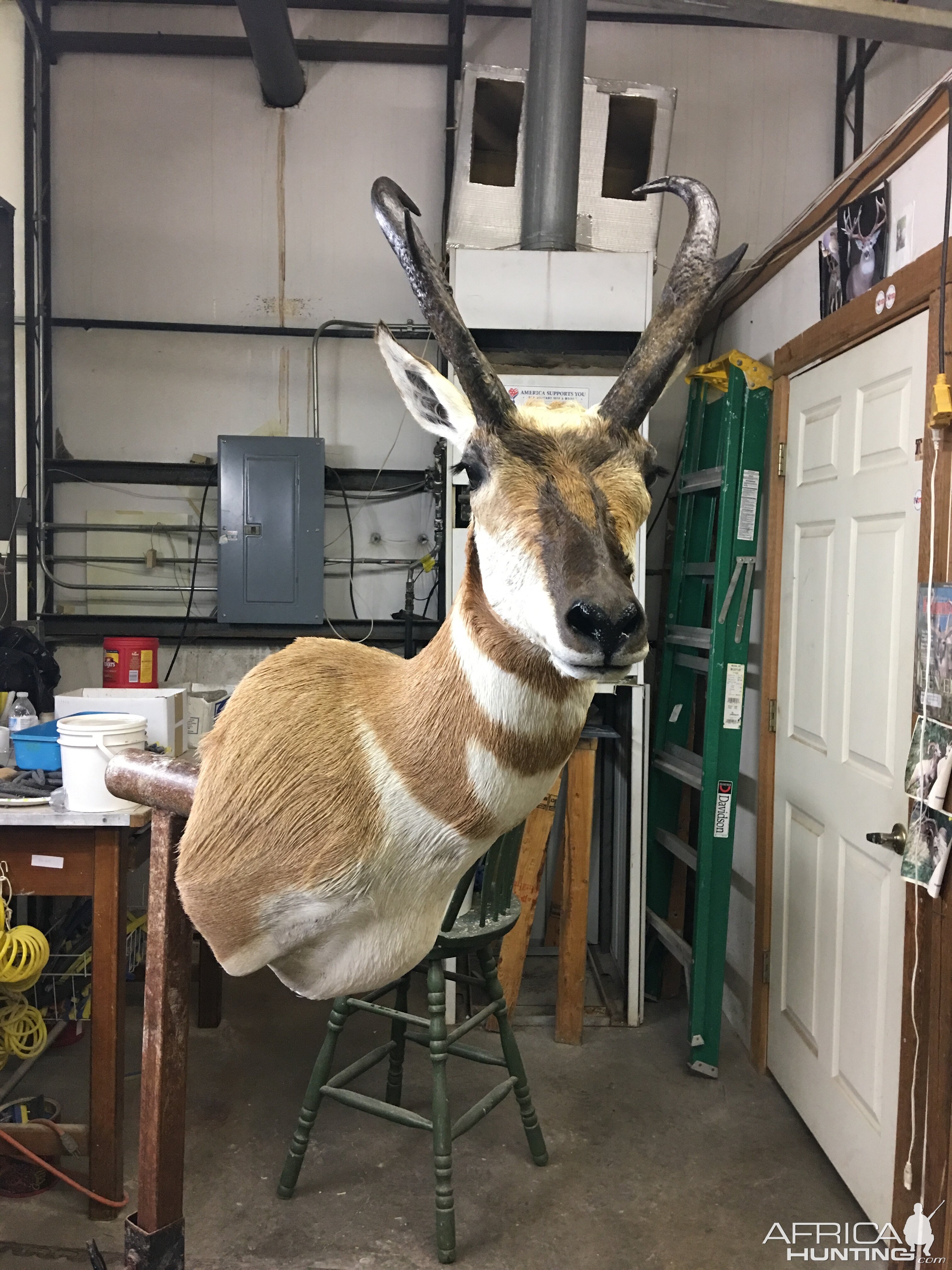 Taxidermy Shoulder Mount Pronghorn