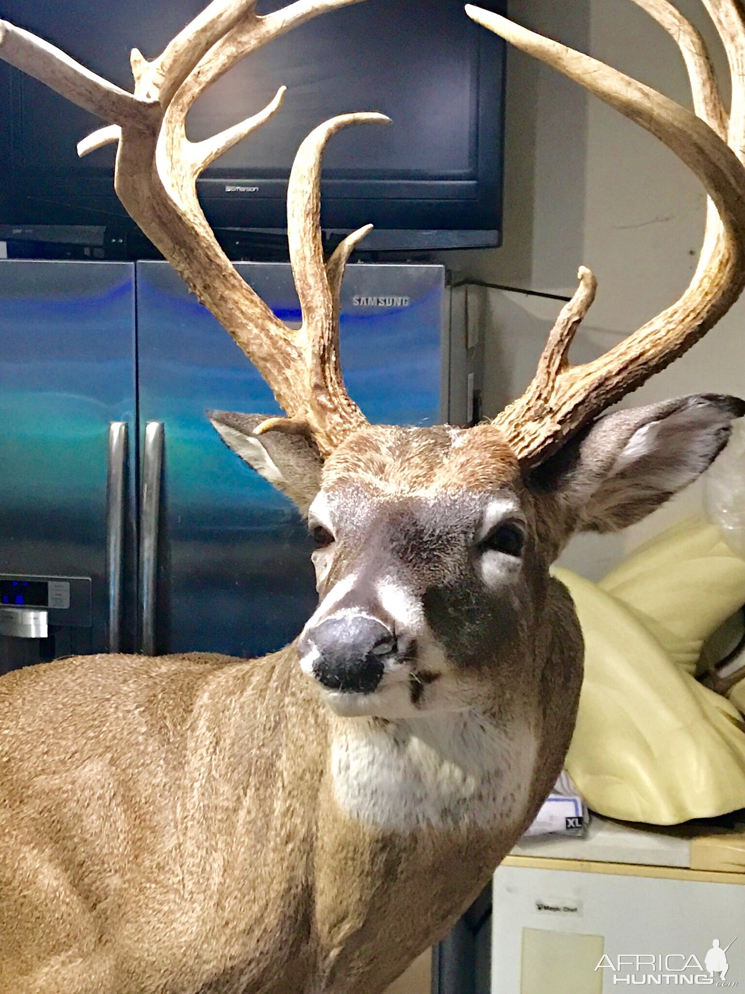 Taxidermy Shoulder Mount White-tailed Deer