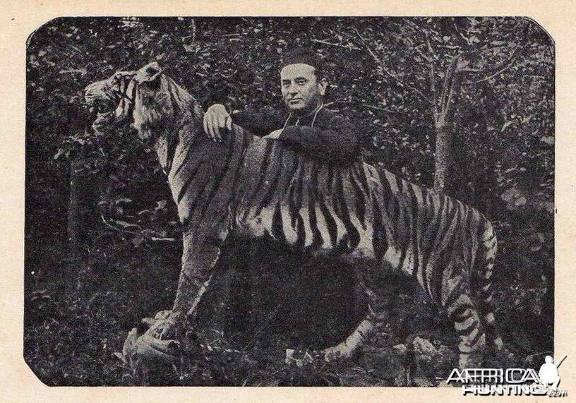 Taxidermy Tiger