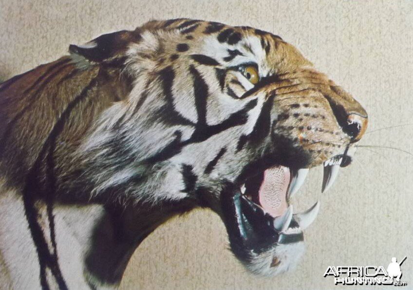 Taxidermy Tiger