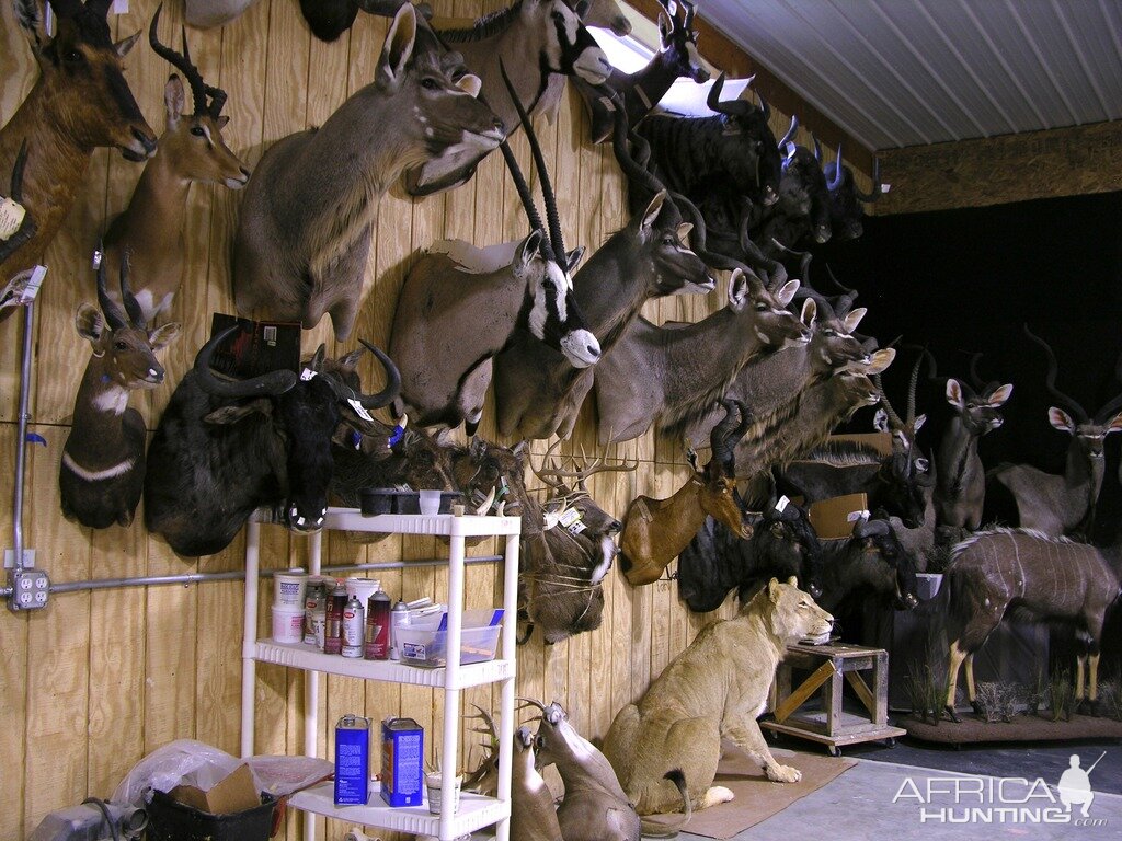 Taxidermy Trophies