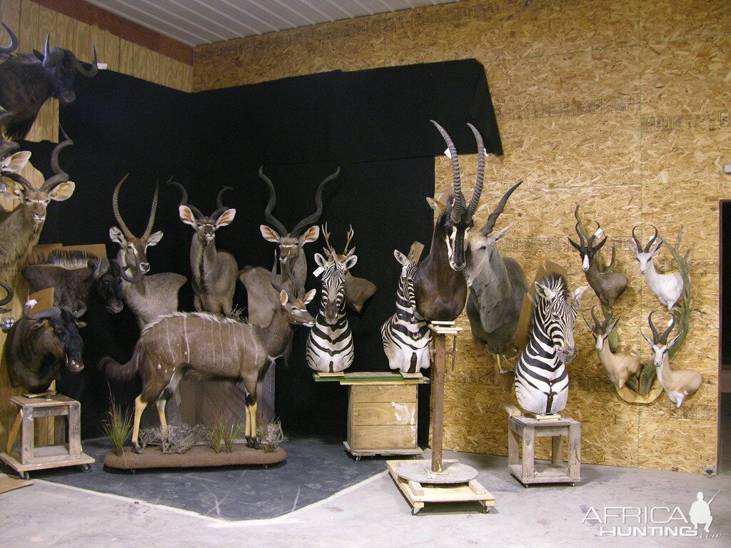 Taxidermy Trophies