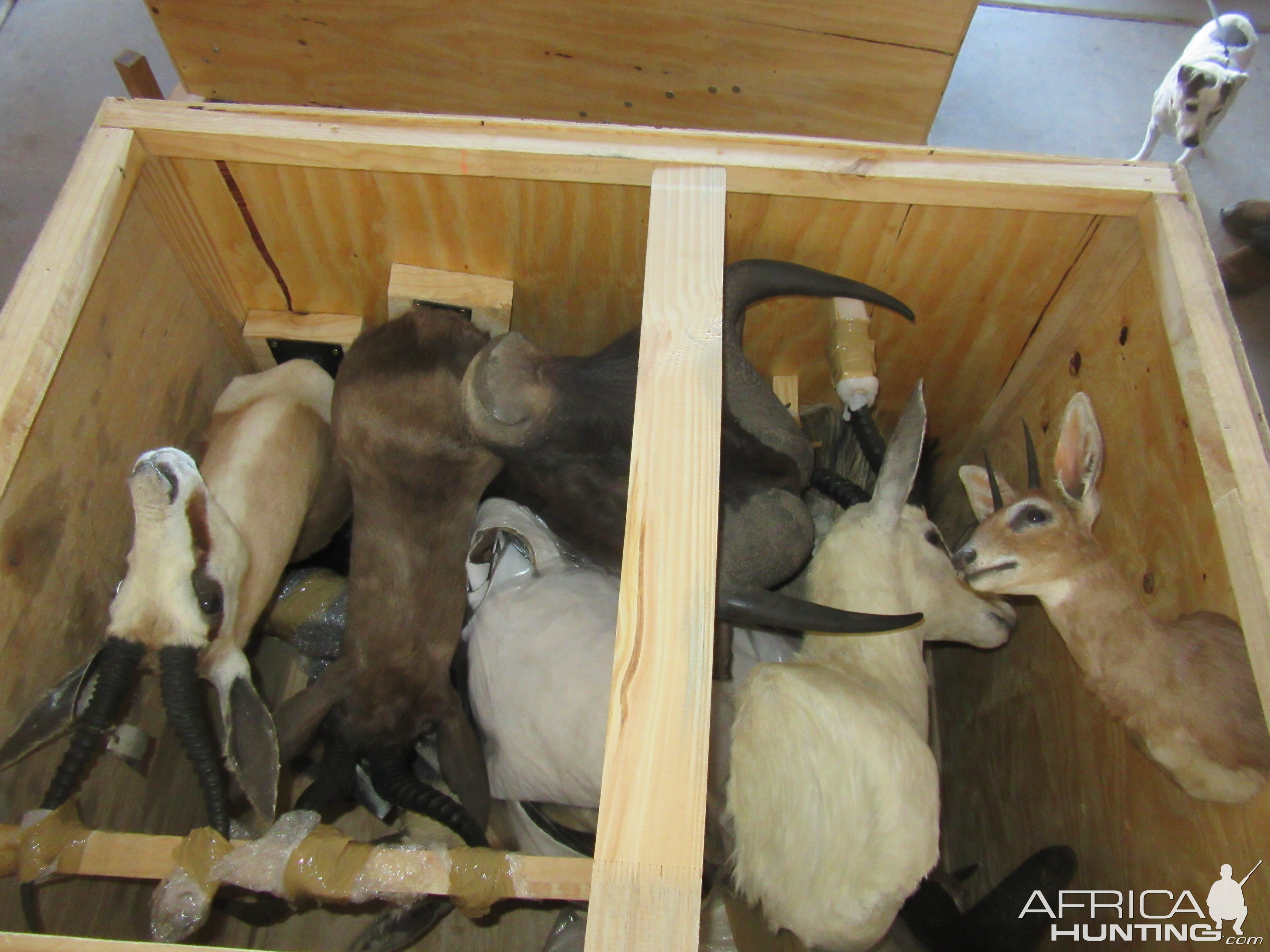 Taxidermy Trophy Crate