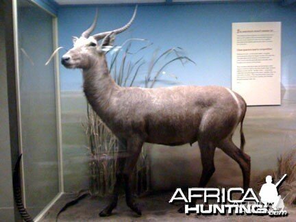 Taxidermy Waterbuck